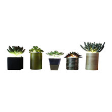 Plants