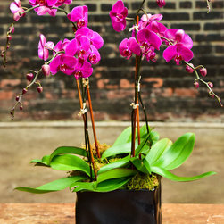 Home Orchids 2017 - Plants
