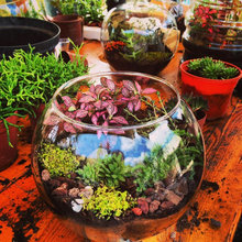 terrarium