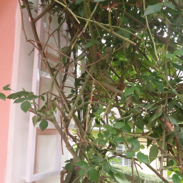 Trellis for over windows