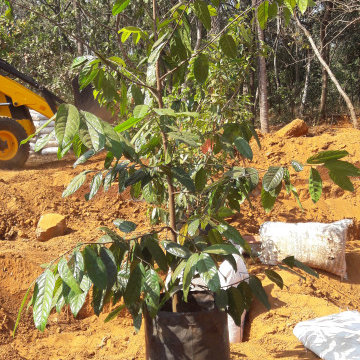 Fruit Garden setting in Malappuram Kerala India