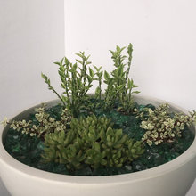 Succulents