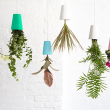 lani_moreno's Ideas