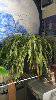 Yellow leaves on spider plant | Houzz Forum