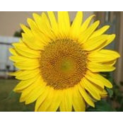 Robyn Rodriguez's photo