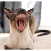 Elisabeth Murray's photo