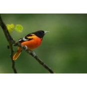 Diego Armendariz's photo