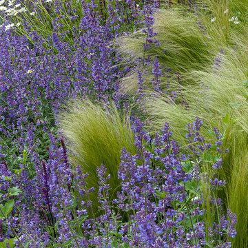 Chiddingfold Garden - Raine Garden Design