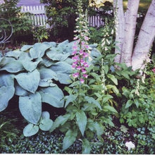 Planting’s