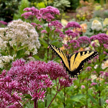 Joe Pye and Yellow Swallowtail