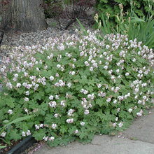 Backyard Landscaping