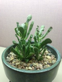 Jade plant has wrinkled leaves after treatment for Powdery Mildew | Houzz  Forum