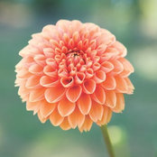 Michael Steins billede