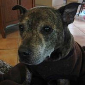 Joe Williams's photo