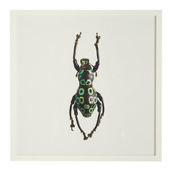 BEETLE WALL ART - SPOTTED WEEVIL - Fine Art Prints