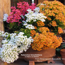 Ilfeld Plant Containers