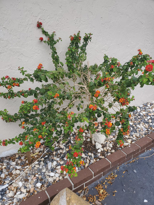 Zone 10-Fll-Lantana topiary-can I trim now? Is it diseased?