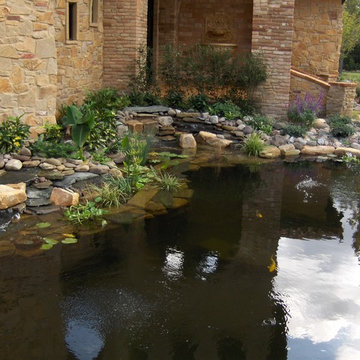 Koi Pond Pre Growth