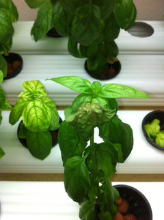 Basil leaves have brown lesions then wither and die | Houzz Forum