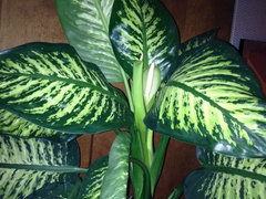 large braided money tree Buy Money Tree Braided - Good Luck Tree
