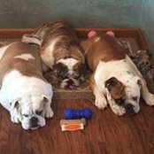 Stacy Snyder's photo