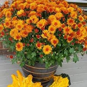 Cathy Rose's photo