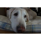 Christine Tourigny's photo
