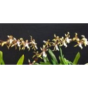 Silvija Inta's photo