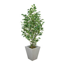 plants