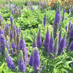 Current Featured Plants - Products