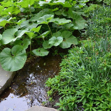 Woodland Garden
