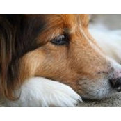Cheryle Himes's photo