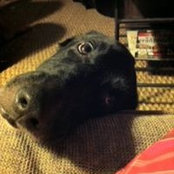 Noel Andersen's photo