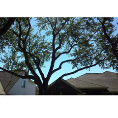 AJ's Tree Care