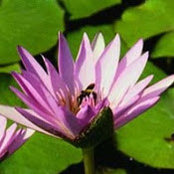 מיכל לוי's photo