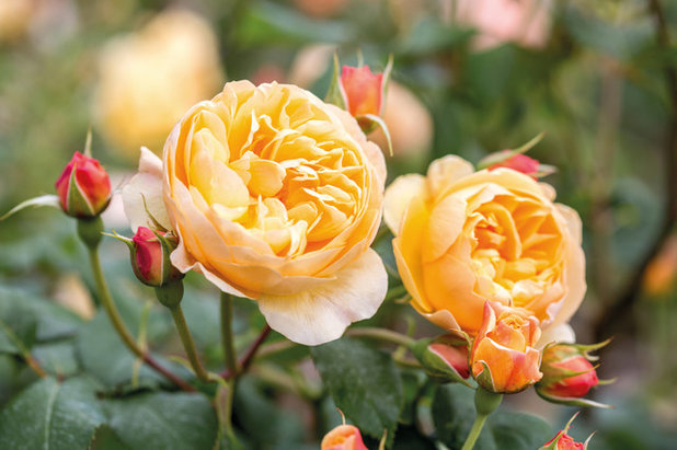 by David Austin Roses