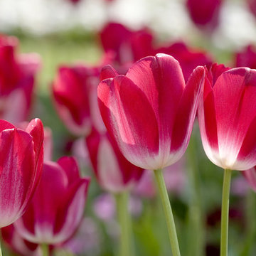 Gorgeous | Spring Gardens | Northeast