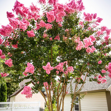 Crape Myrtle