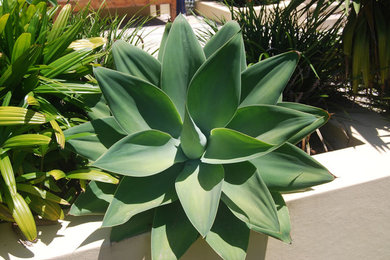 Photo of a tropical landscaping in San Diego.