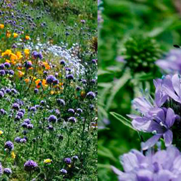 Gilia capitata, Globe gilia