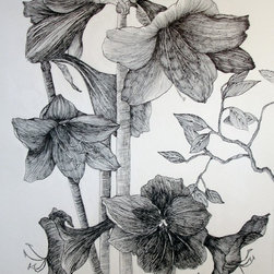 Amaryllis - Drawings And Illustrations