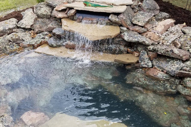 This is an example of a traditional backyard pond in Denver.