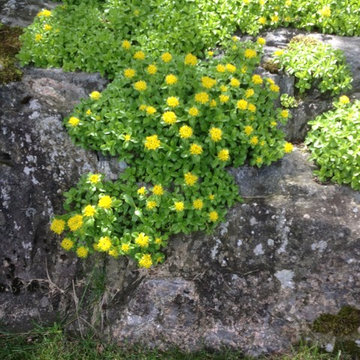 Sedum Kamatchicum