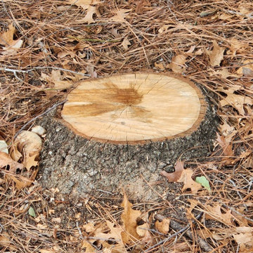 Tree & Stump Removal