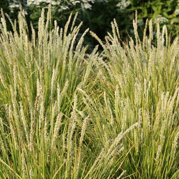 sesleria autumnalis