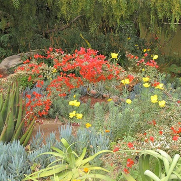Nan's experimental water wise Mediterranean garden