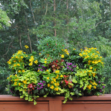 Window Boxes