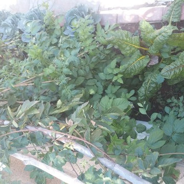 2nd year growing system established