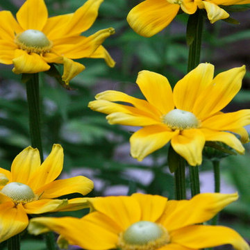 Rudbeckia
