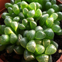 Haworthia